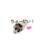 はにこさんときどき まめ太。（個別スタンプ：10）