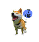 shiba/komame/shinba（個別スタンプ：2）