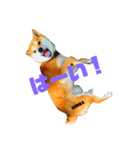 shiba/komame/shinba（個別スタンプ：3）