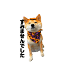 shiba/komame/shinba（個別スタンプ：4）