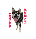 shiba/komame/shinba（個別スタンプ：5）