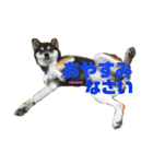 shiba/komame/shinba（個別スタンプ：6）
