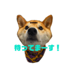 shiba/komame/shinba（個別スタンプ：7）