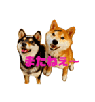 shiba/komame/shinba（個別スタンプ：8）
