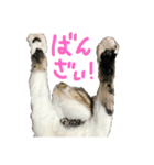 ぴぃちゃん①（個別スタンプ：3）