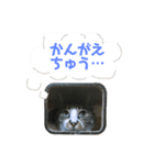 ぴぃちゃん①（個別スタンプ：8）