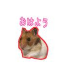 ゴールデンハムスターのわらび（個別スタンプ：1）