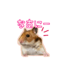 ゴールデンハムスターのわらび（個別スタンプ：2）