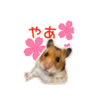 ゴールデンハムスターのわらび（個別スタンプ：3）