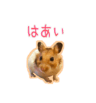 ゴールデンハムスターのわらび（個別スタンプ：4）
