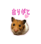 ゴールデンハムスターのわらび（個別スタンプ：5）