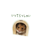ゴールデンハムスターのわらび（個別スタンプ：6）