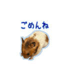 ゴールデンハムスターのわらび（個別スタンプ：8）