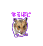ゴールデンハムスターのわらび（個別スタンプ：10）