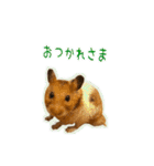 ゴールデンハムスターのわらび（個別スタンプ：12）