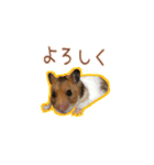 ゴールデンハムスターのわらび（個別スタンプ：14）