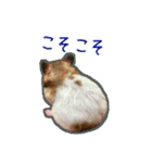 ゴールデンハムスターのわらび（個別スタンプ：15）