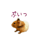 ゴールデンハムスターのわらび（個別スタンプ：20）
