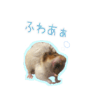 ゴールデンハムスターのわらび（個別スタンプ：22）