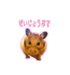 ゴールデンハムスターのわらび（個別スタンプ：26）