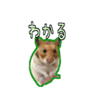 ゴールデンハムスターのわらび（個別スタンプ：29）
