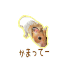 ゴールデンハムスターのわらび（個別スタンプ：30）