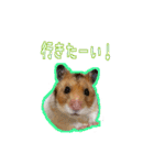 ゴールデンハムスターのわらび（個別スタンプ：32）