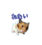 ゴールデンハムスターのわらび（個別スタンプ：33）