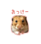 ゴールデンハムスターのわらび（個別スタンプ：36）
