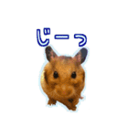 ゴールデンハムスターのわらび（個別スタンプ：38）