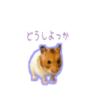 ゴールデンハムスターのわらび（個別スタンプ：39）