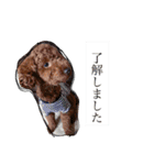 わんわんきーちゃんらぶ（個別スタンプ：11）