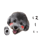 トイプードル ピノちゃんのスタンプ（個別スタンプ：1）