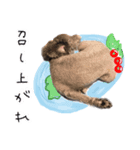 トイプードル ピノちゃんのスタンプ（個別スタンプ：5）