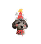 トイプードル ピノちゃんのスタンプ（個別スタンプ：6）