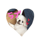 ましゅまろペキ（個別スタンプ：2）