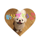 ましゅまろペキ（個別スタンプ：3）