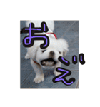 ましゅまろペキ（個別スタンプ：6）