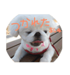 ましゅまろペキ（個別スタンプ：9）