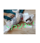 ましゅまろペキ（個別スタンプ：10）
