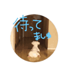 ましゅまろペキ（個別スタンプ：14）