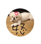 ましゅまろペキ（個別スタンプ：15）