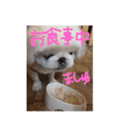 ましゅまろペキ（個別スタンプ：16）