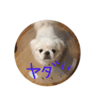 ましゅまろペキ（個別スタンプ：20）