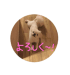 ましゅまろペキ（個別スタンプ：21）
