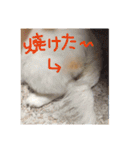ましゅまろペキ（個別スタンプ：22）