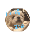 ましゅまろペキ（個別スタンプ：25）