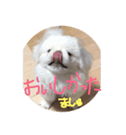 ましゅまろペキ（個別スタンプ：27）