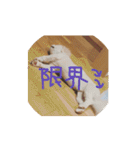 ましゅまろペキ（個別スタンプ：28）