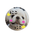 ましゅまろペキ（個別スタンプ：30）
